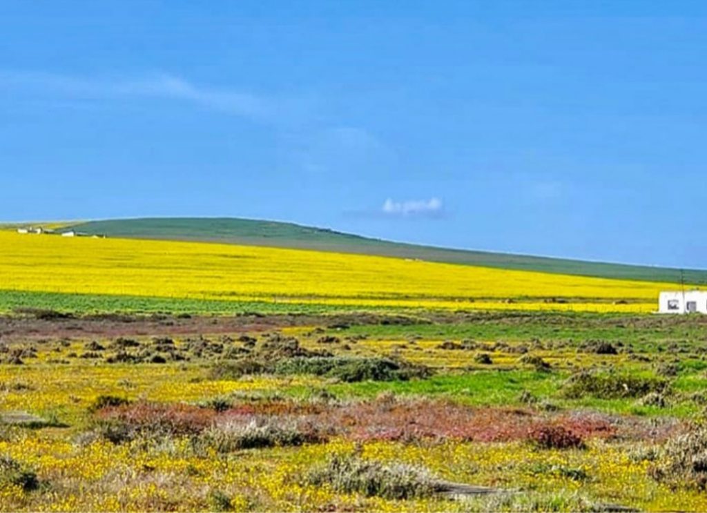 Western Cape Spring Flowers